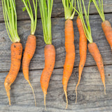 Carrot Fuerte F1 Seed