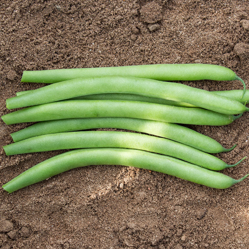 Bean Antiqua Organic Seed Seeds