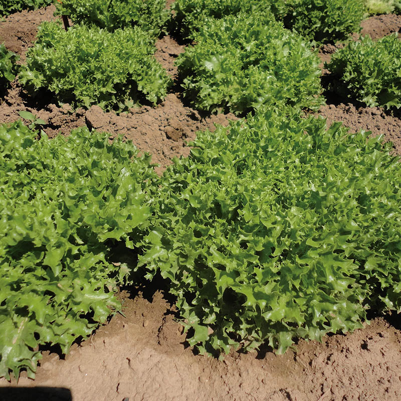 Lettuce Ezrilla MTO Organic Seed Seeds