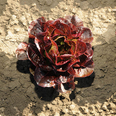 Lettuce Ezbruke MTO Organic Seed