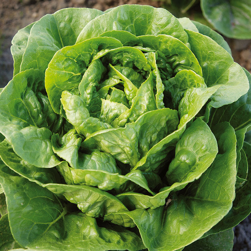 Lettuce Dragoon MTO Organic Seed Seeds