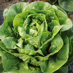 Lettuce Dragoon MTO Organic Seed