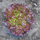 Lettuce Bellevue MTO Organic Seed