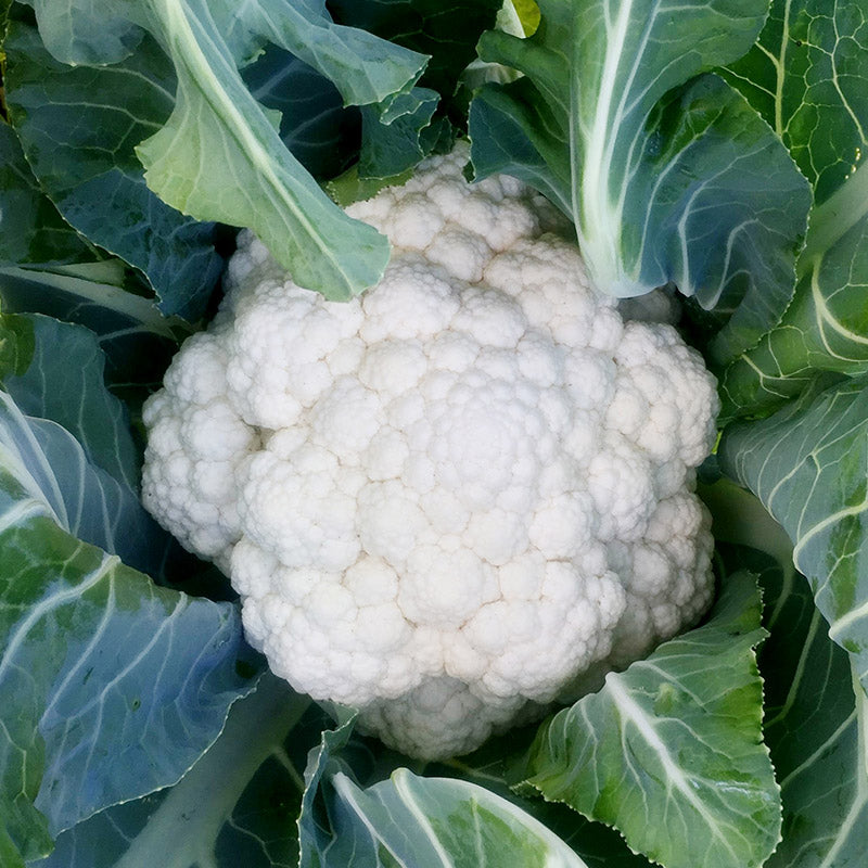 Cauliflower Mardi F1 Organic  Seed Seeds