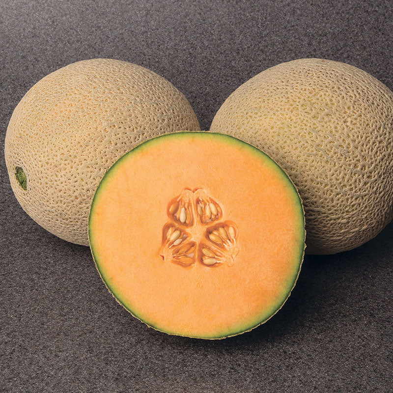 Melon Gold Crown F1 Seed Seeds