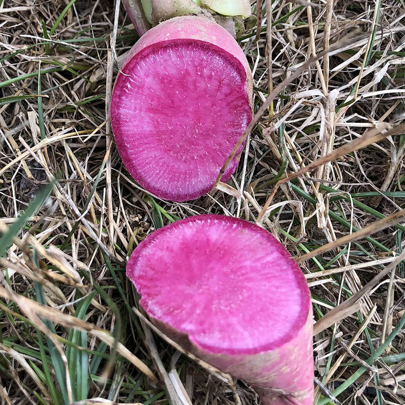 Radish Redmoon F1 Seed Seeds