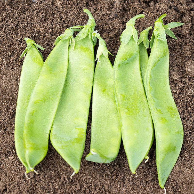 Pea Avalanche Seed Seeds