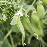 Pea Avalanche Seed