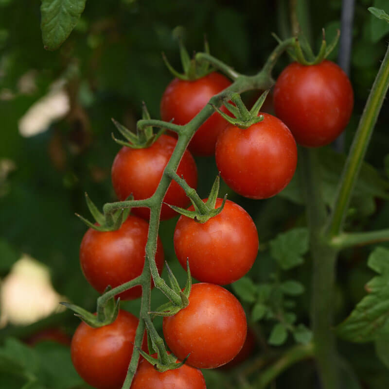 Tomato Artemis F1 Seed Seeds