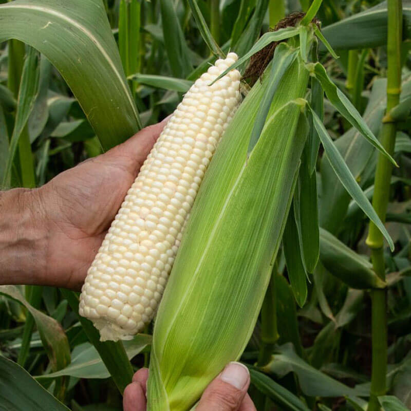 Sweet Corn Coronado F1 Seed Seeds