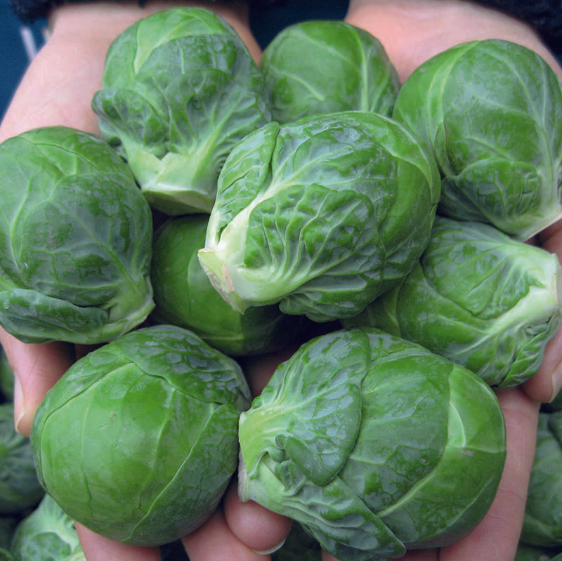 Brussels Sprouts Marte F1 Seeds
