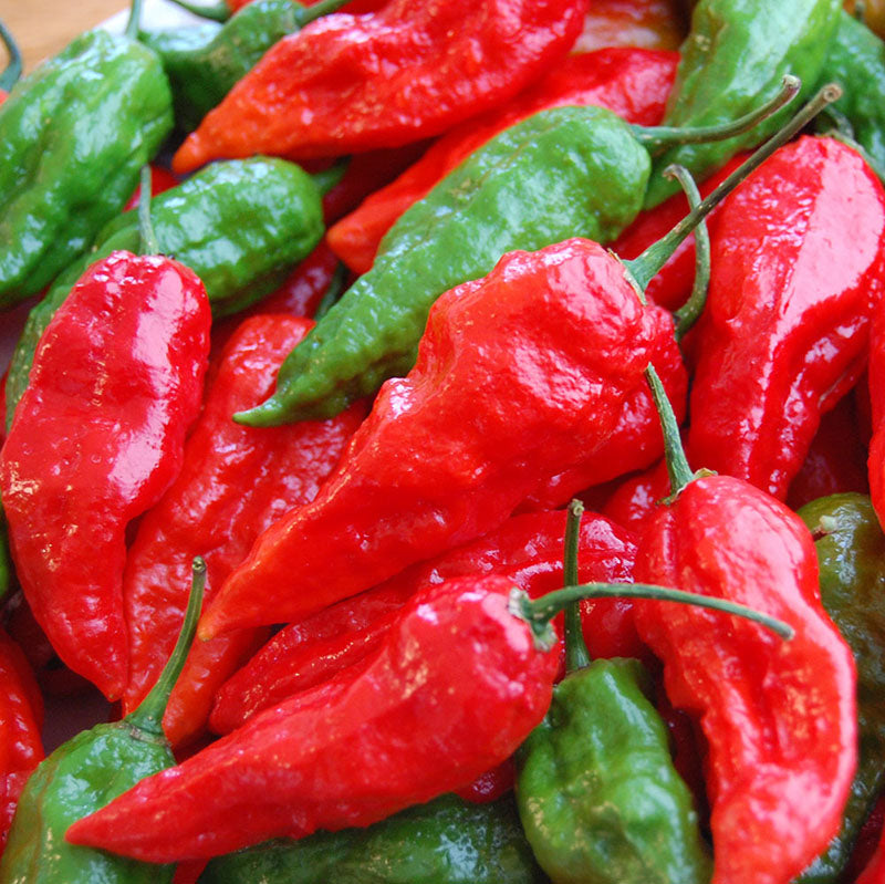 Pepper Ghost Pepper Red Seed Seeds