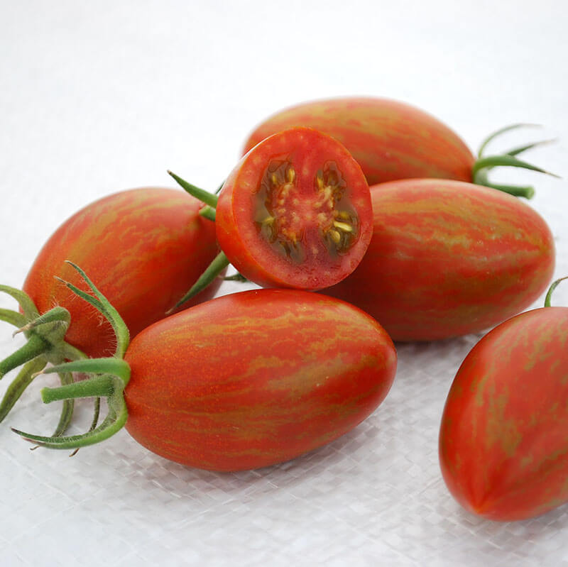 Tomato Bronze Torch F1 Seed Seeds