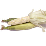 Sweet Corn Biotech Devotion II F1 Seed