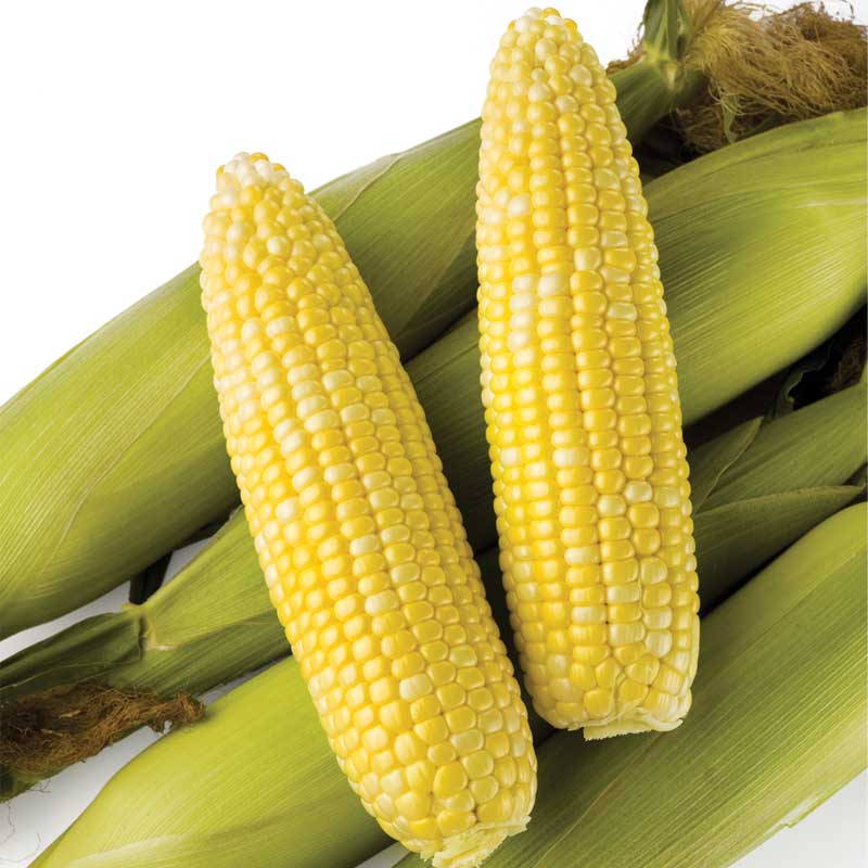 Sweet Corn Biotech Obsession II F1 Seed Seeds