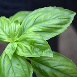 Basil Prospera Premium F1 Organic Seed