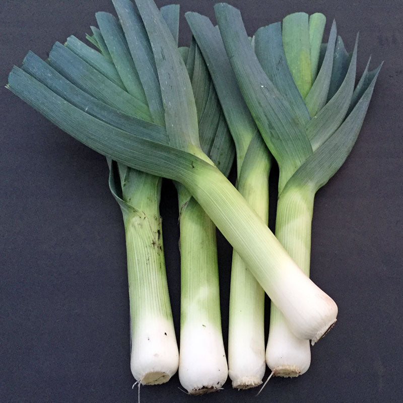 Leek Comanche F1 Organic Seed Seeds