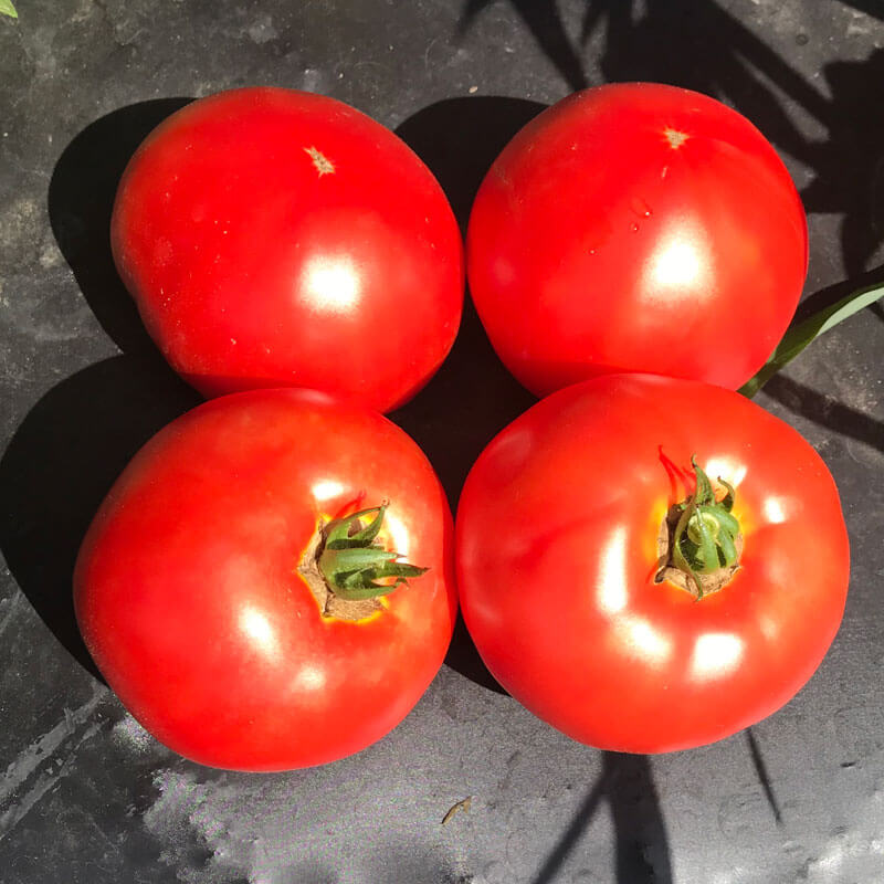 Tomato Galahad F1 Organic Seed Seeds
