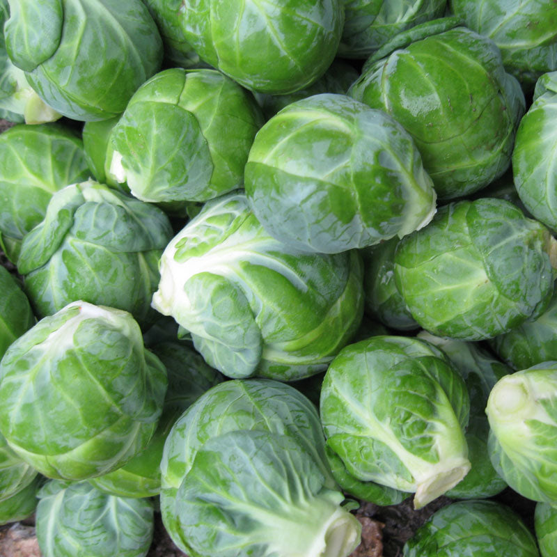 Brussels Sprouts Dagan F1 Seed Seeds