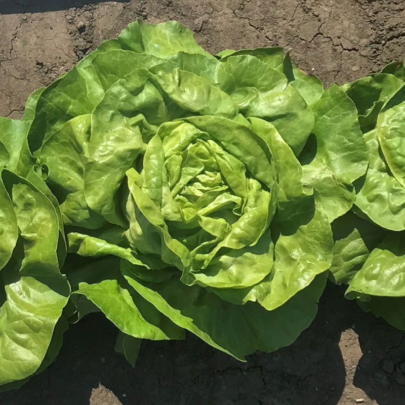 Lettuce Milagro MTO Organic Seed Seeds