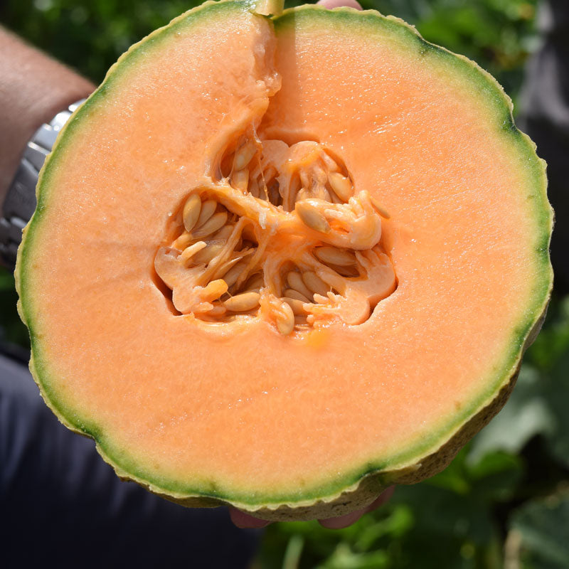 Melon Iperione F1 Seed Seeds
