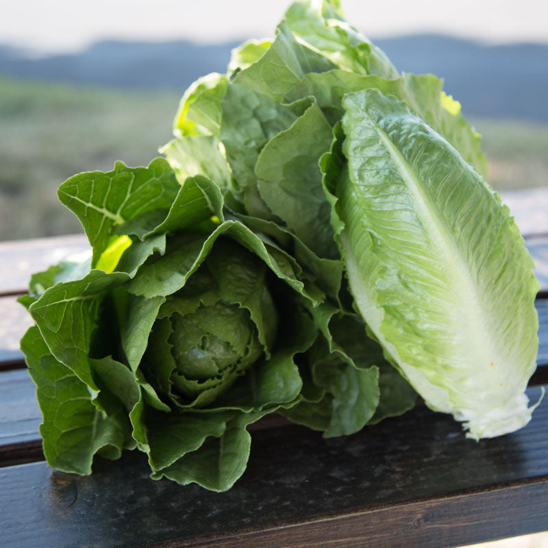 Lettuce Jara MTO Organic Seed Seeds