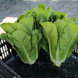 Lettuce Jara MTO Organic Seed