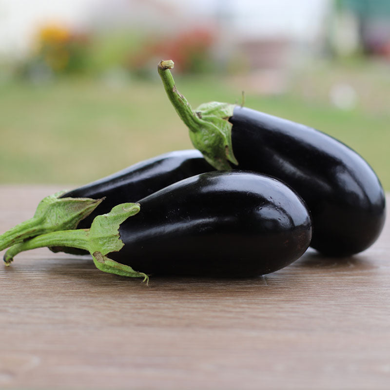 Eggplant Picasso F1 Seeds