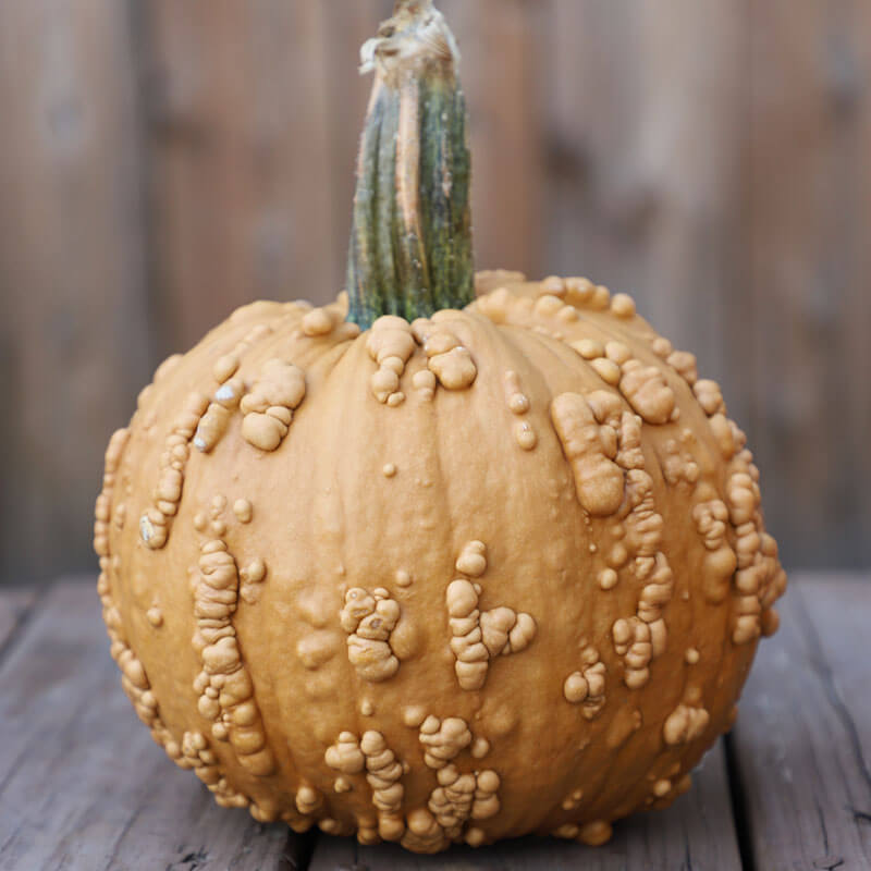 Pumpkin Grizzly Bear F1 Seed Seeds