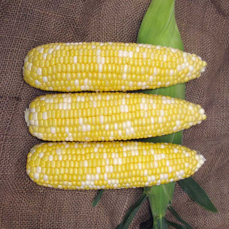 Sweet Corn Biotech SV9010SA F1 Seed Seeds