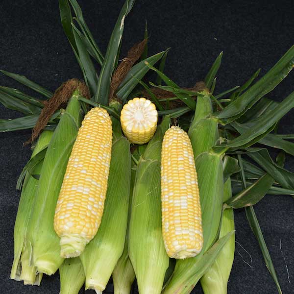 Sweet Corn Biotech Anthem XR II F1 Seed Seeds