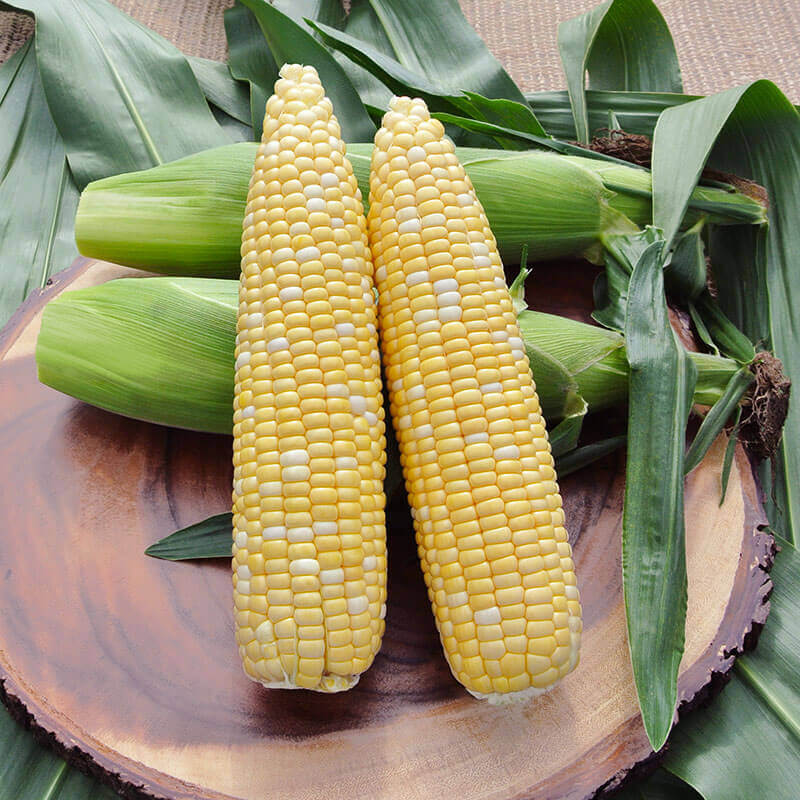 Sweet Corn Crave F1 Seed Seeds