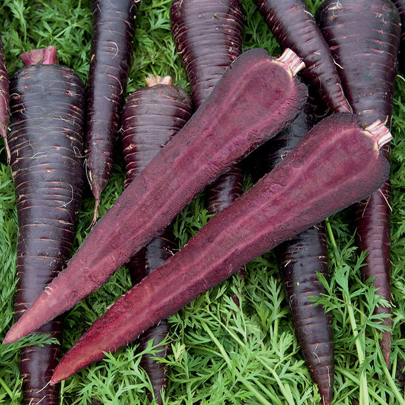 Carrot Deep Purple F1 Seed Seeds