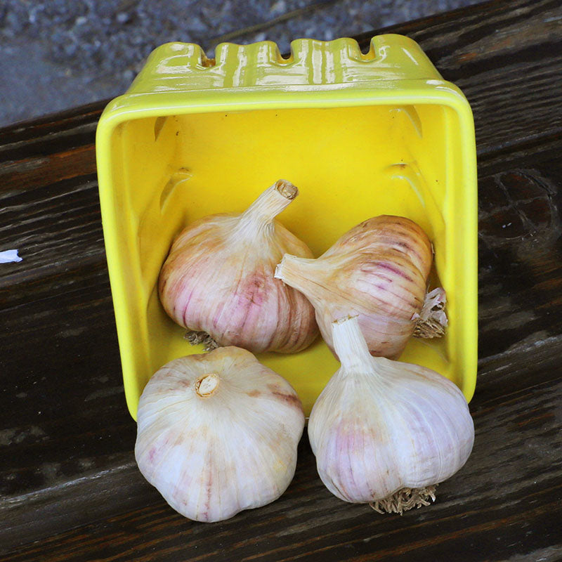 Garlic Ukranian Red Hardneck