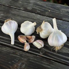 Garlic Organic Music Hardneck