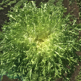 Endive Benefine Organic Seed