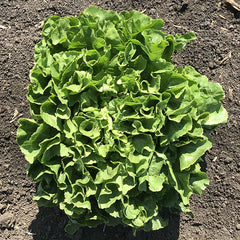 Escarole Eliance Organic Seed