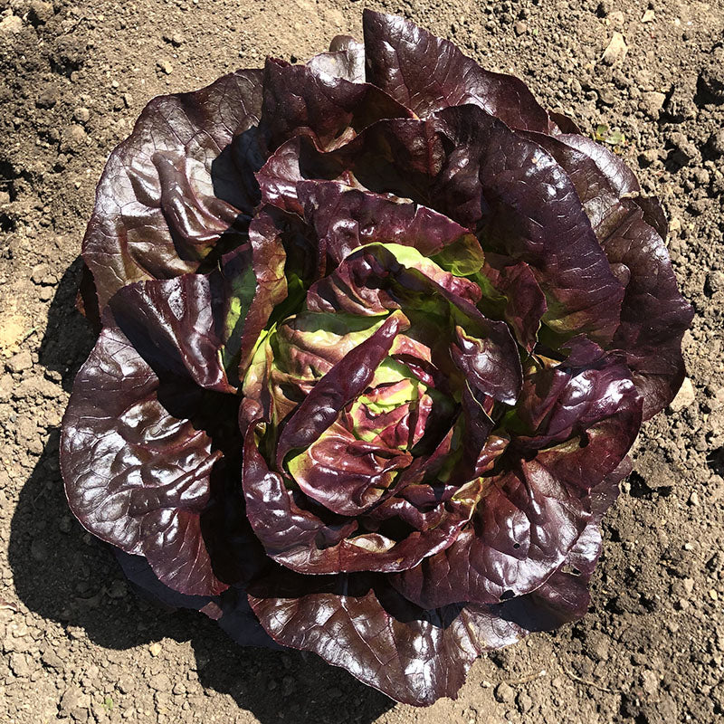 Lettuce Marciano MTO Organic Seed Seeds