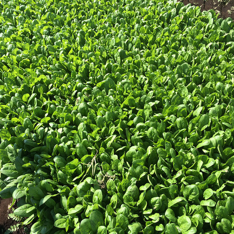 Spinach Acadia F1 Organic Seed Seeds