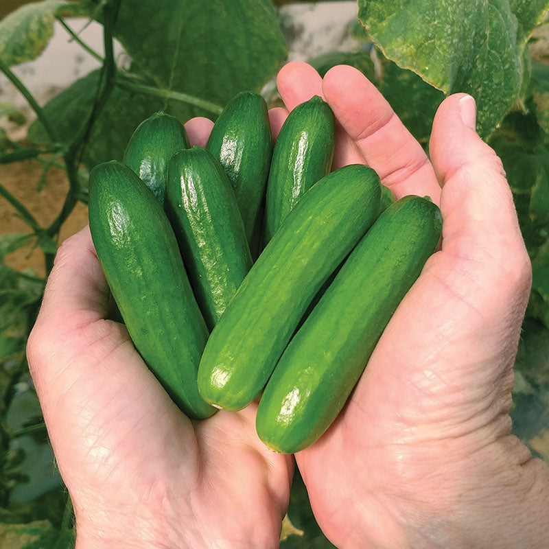 Cucumber Mini-me F1 Organic Seed Seeds