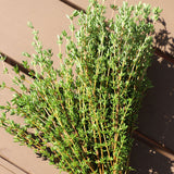 Thyme Ayelet Organic Seed