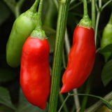 Pepper Aji Rico F1 Organic Seed