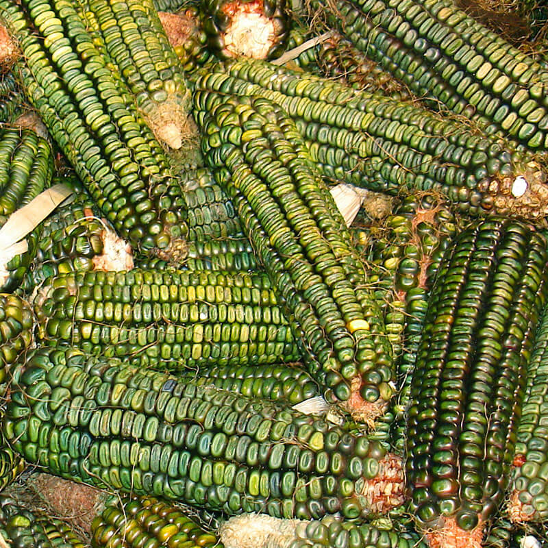 Ornamental Corn Oxacana Green Dent Seed Seeds