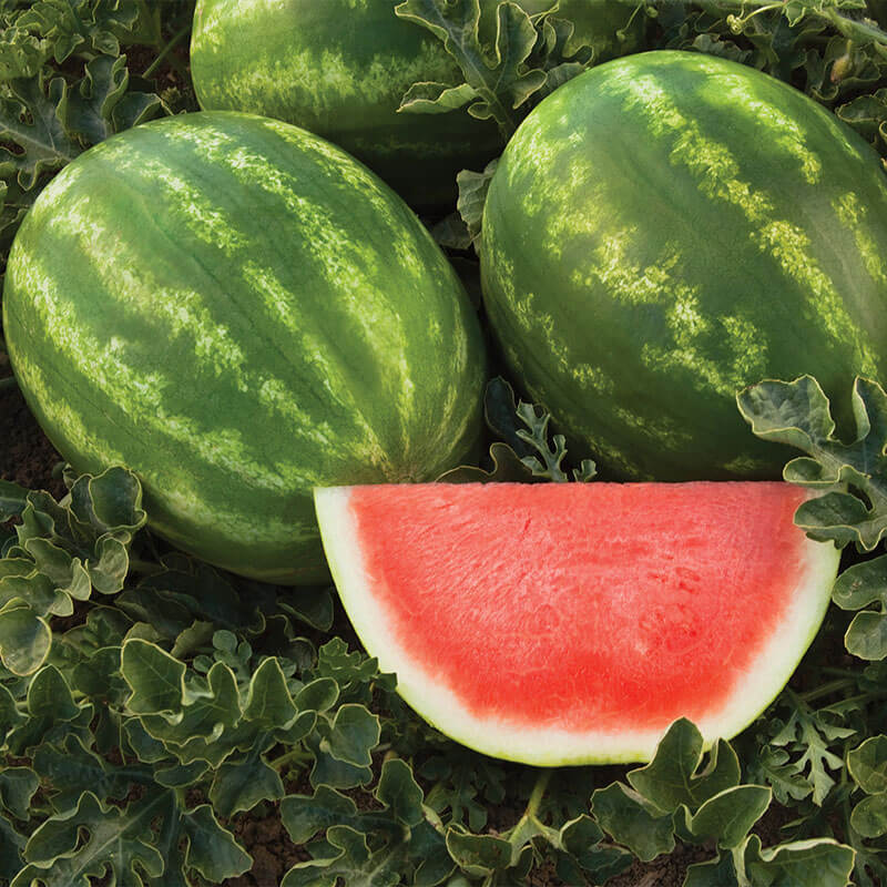 Watermelon Captivation F1 Seed Seeds