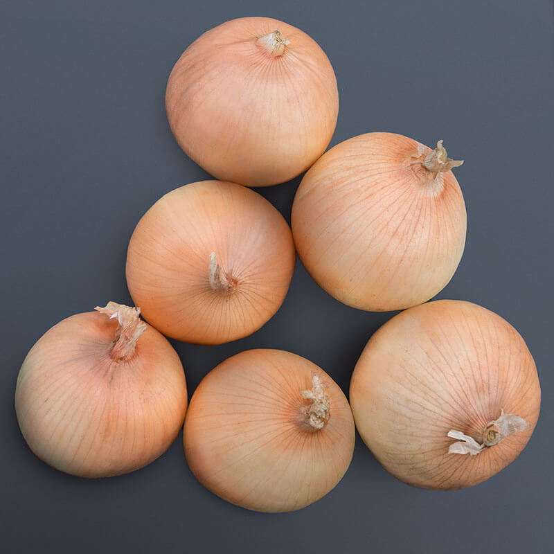 Onion Expression F1 Seed Seeds