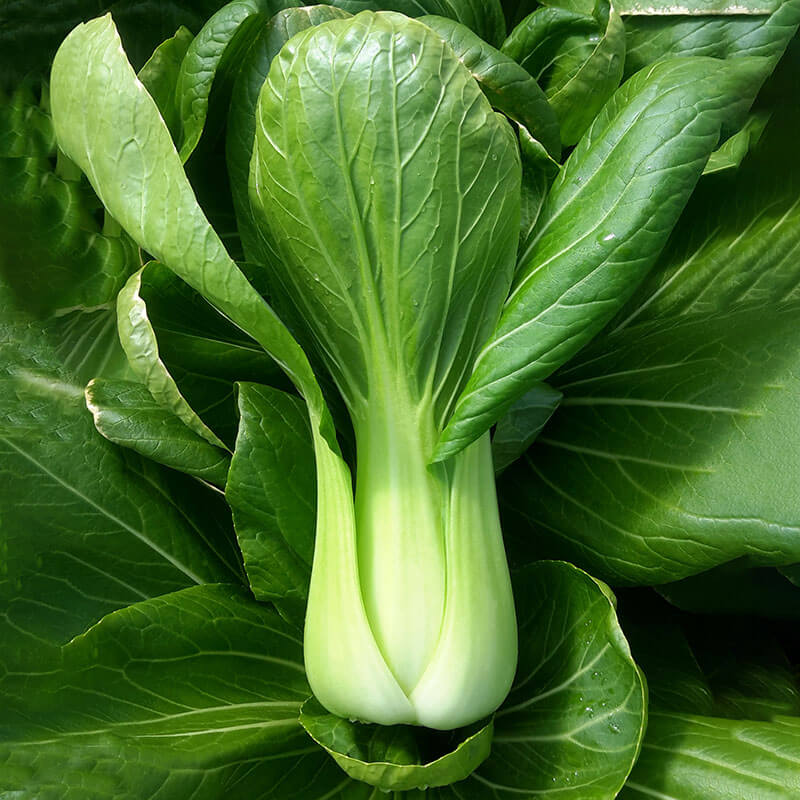 Pak Choi Raichu F1 Seed Seeds