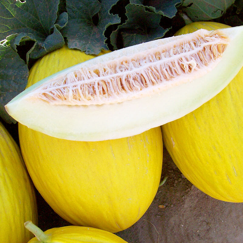 Melon Tweety F1 Seed Seeds