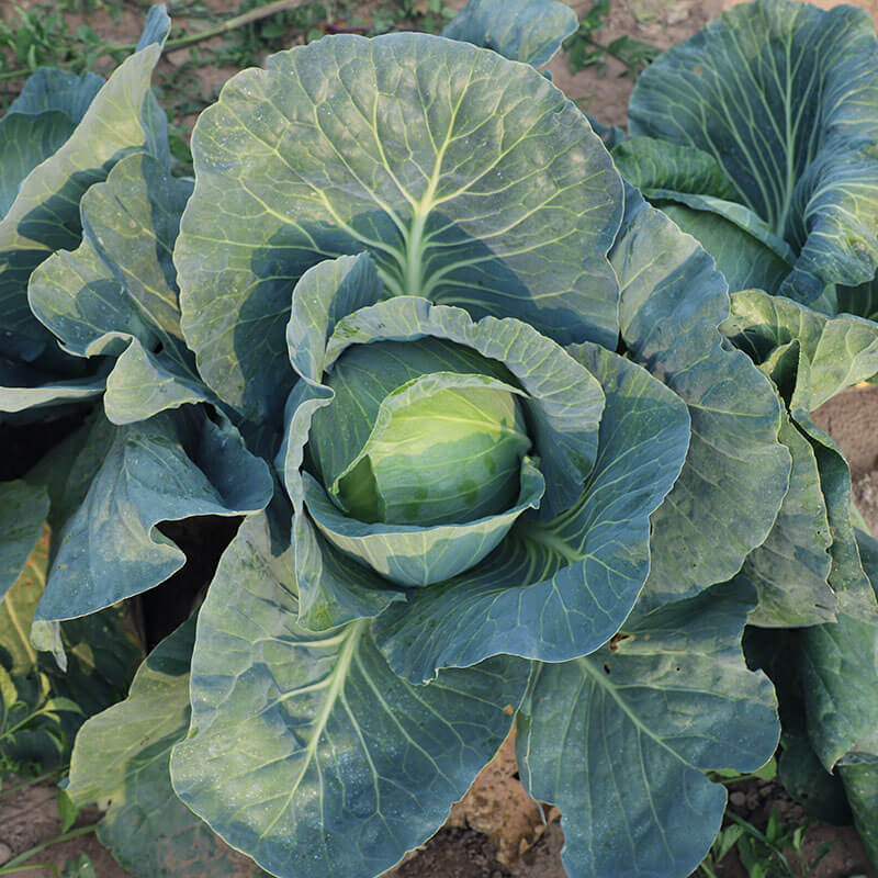 Cabbage SuperStar F1 Seed Seeds