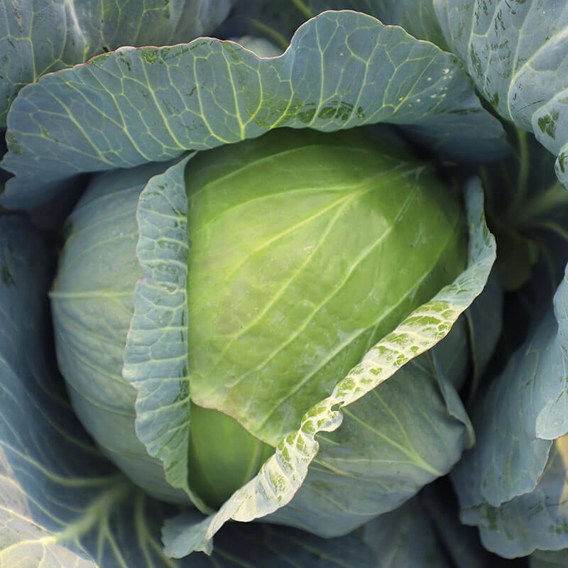 Cabbage Xtreme Vantage F1 Seed Seeds