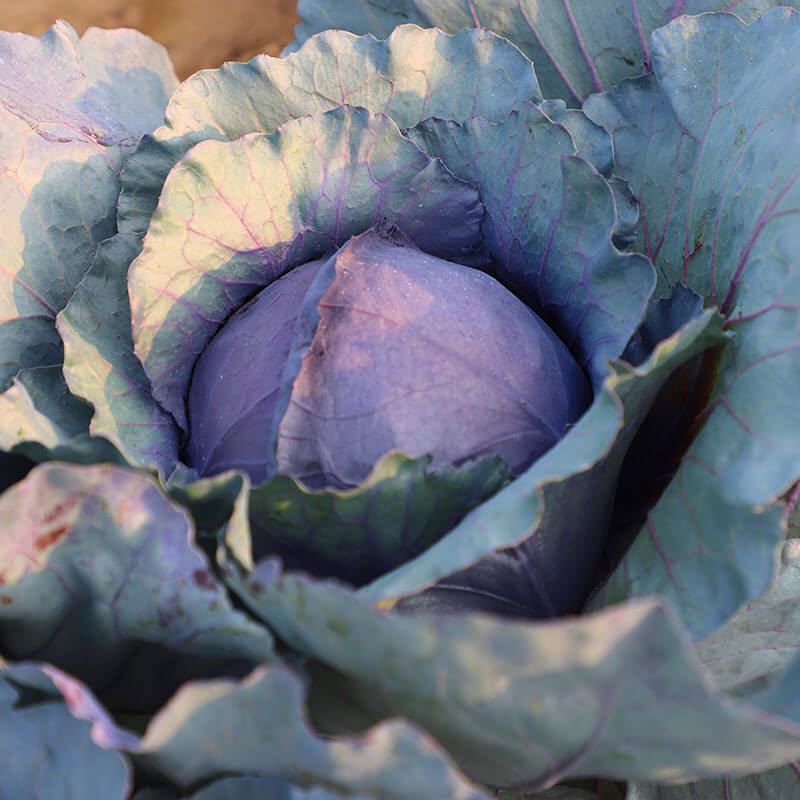 Cabbage Red Jewel F1 Seed Seeds